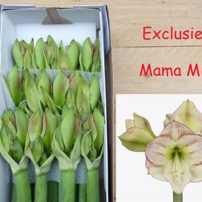 Гіпеаструм 'Mama Mia'