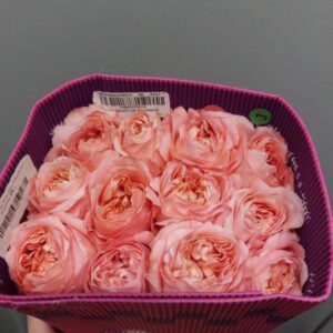 Еквадорська троянда 'Dragonfly'