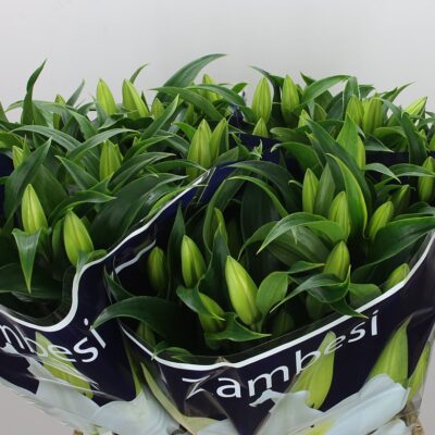 Лілія 'ZAMBESI'