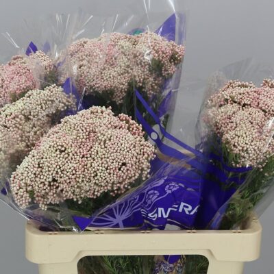 Озотамнус 'Cooks Snow Whi'