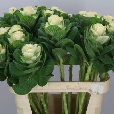 Брасіка 'White Crane'