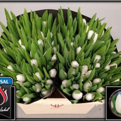 Тюльпан 'Royal Virgin'