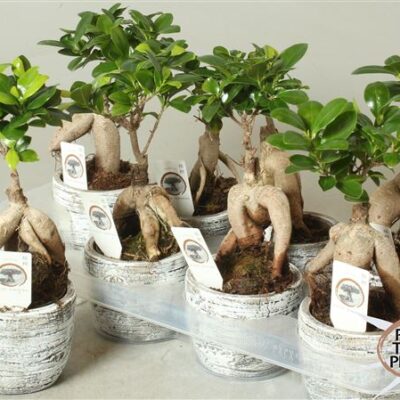 Фікус 'Ginseng'