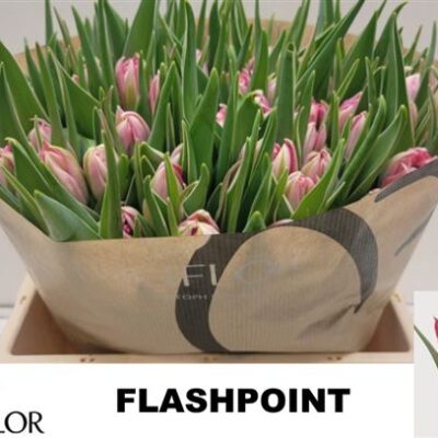 Тюльпан 'Flash Point'