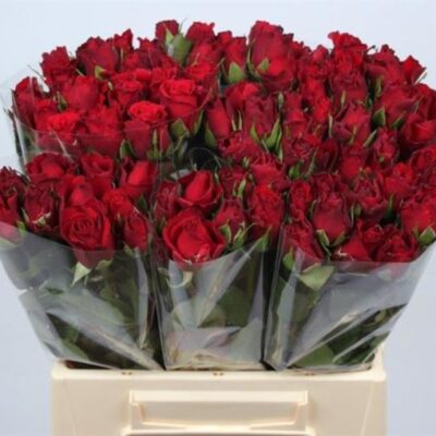 Одноголова троянда 'UPPER CLASS'