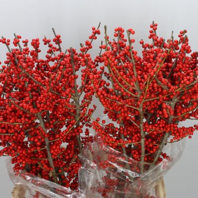 Ілекс 'RODE BES'