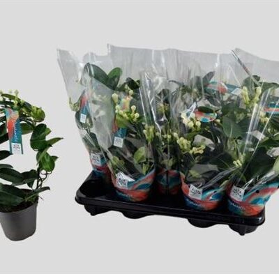 Стефанотіс 'Ov'