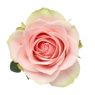 Еквадорська троянда 'Frutteto'