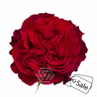 Еквадорська троянда 'Hearts'