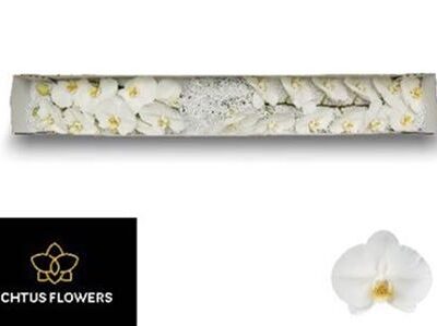 Орхідея зрізана 'Phal Kobe'