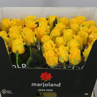 Одноголова троянда 'Penny Lane'