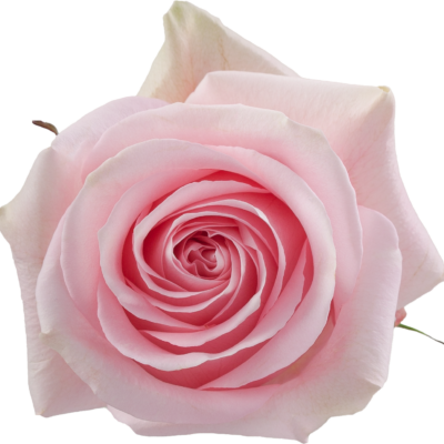 Еквадорська троянда 'Luciano'