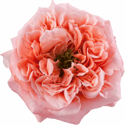 Еквадорська троянда 'Mandarin X-pression'