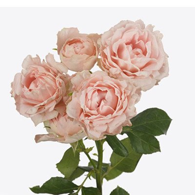 Кущова троянда 'Lady Of Th Dawn'