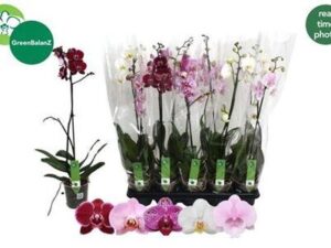 Орхідея 1 стеблова 'Gem'