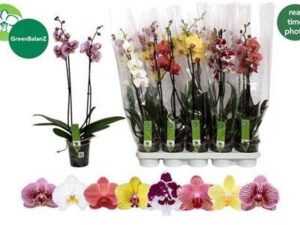 Орхідея 2 стеблова 'Gem 10 kl'