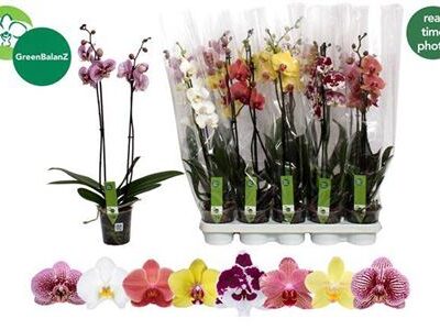 Орхідея 2-х стеблова 'Gem 8 Kl'