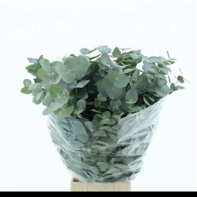 Евкаліпт 'Cinerea'