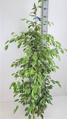 Фікус 'Golden King'