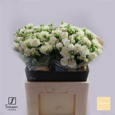 Кущова троянда 'Josephine'