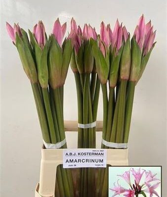 Амаркрінум