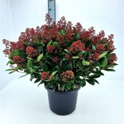 Скімія 'Rubella'