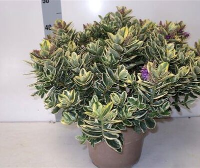 Хебе 'Variegata'