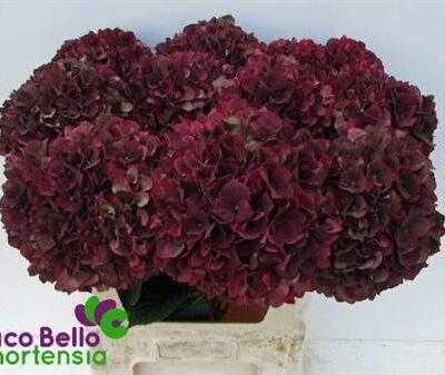 Гортензія 'Mag Rubyrd Cl'