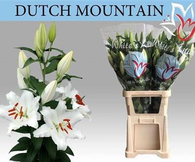 Лілія 'Dutch Mountain'