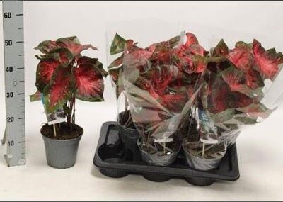 Каладіум 'Fast Flash'