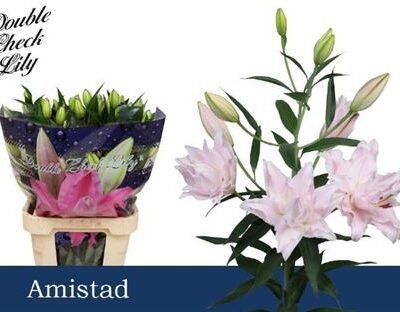 Лілія 'Amistad'