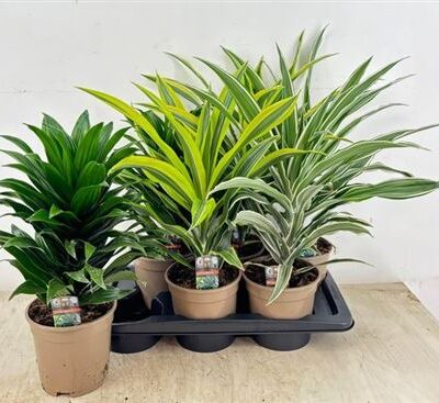 Драцена 'Gem'