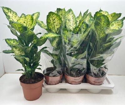 Дифінбахія 'Compacta'