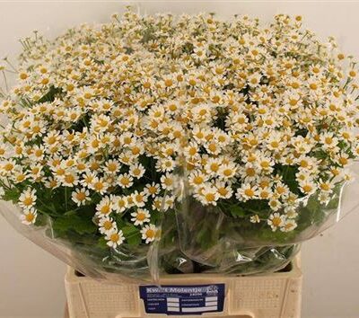 Танацетум 'Single Vegmo'