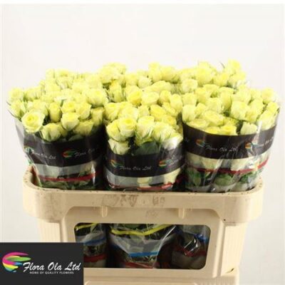 Кущова троянда 'WEDDING INVITE'