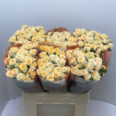 Кущова троянда 'Trinity'