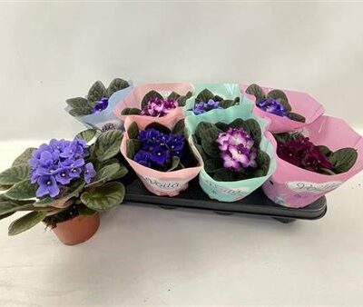 Фіалка “Gem”