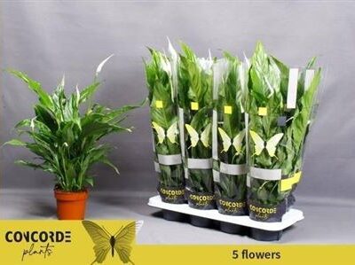 Спатифілум 'Sweet Chico'