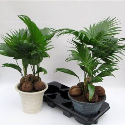 Пальма 'Livistona Rotundifol'