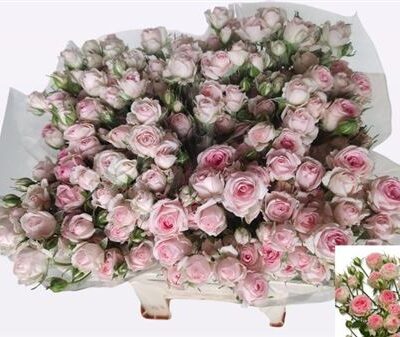 Кущова троянда 'Kate-lynn'