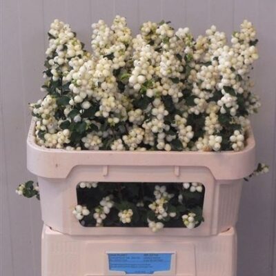 Сімфо 'Lemo Lime'