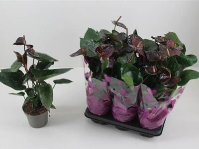 Антуріум 'Paris Black'