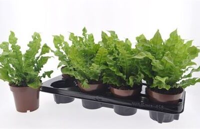 Аспленіум 'Crispy Wave'