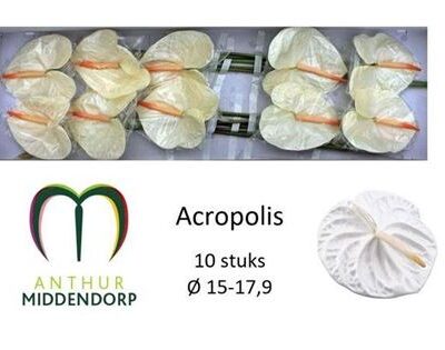 Антуріум 'Acropolis'