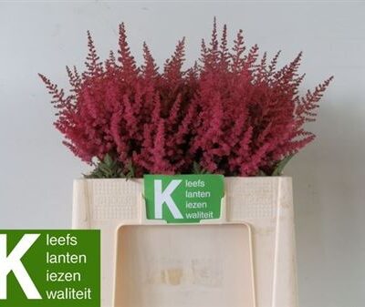 Астільба 'Paul Gaarde'