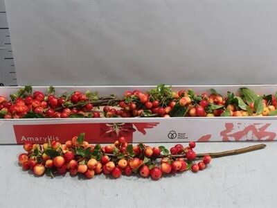 Яблуня декоративна 'Red Sentinel'