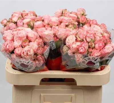 Кущова троянда 'Madam Bombastic'