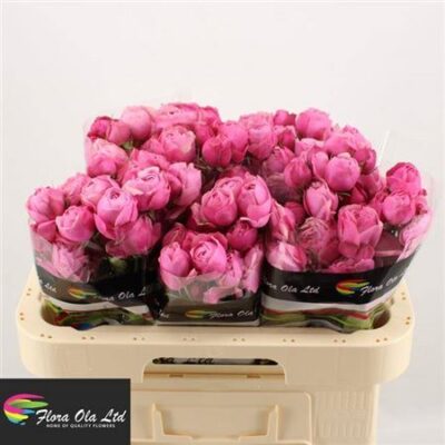 Кущова троянда 'SILVA PINK+'