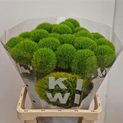 Гвоздика 'Kiwi Mellow'