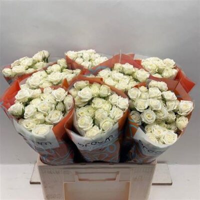 Кущова троянда 'Milky Way'